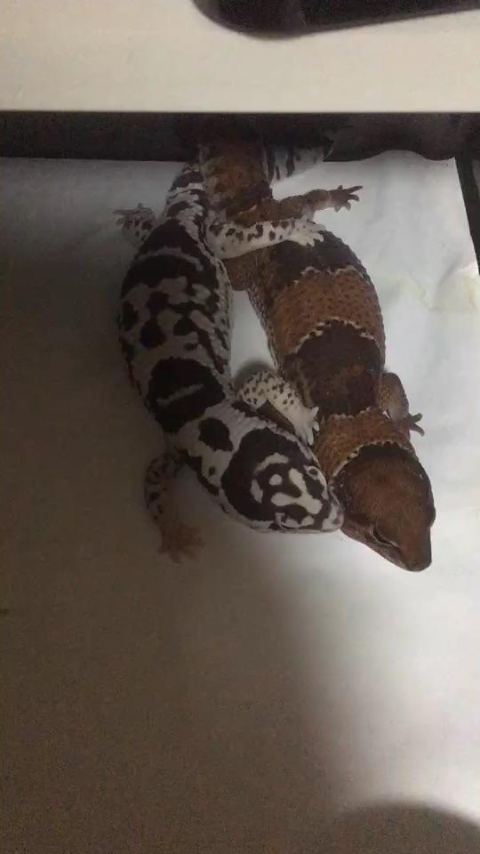 不多说直接上图,下图为自家奶牛 下面的视频为自家交配视频 https